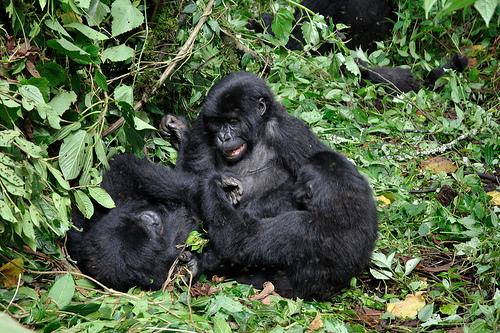 Kahuzi-Biéga National Park